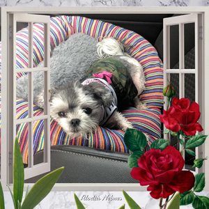 Meet your Posher, Judy